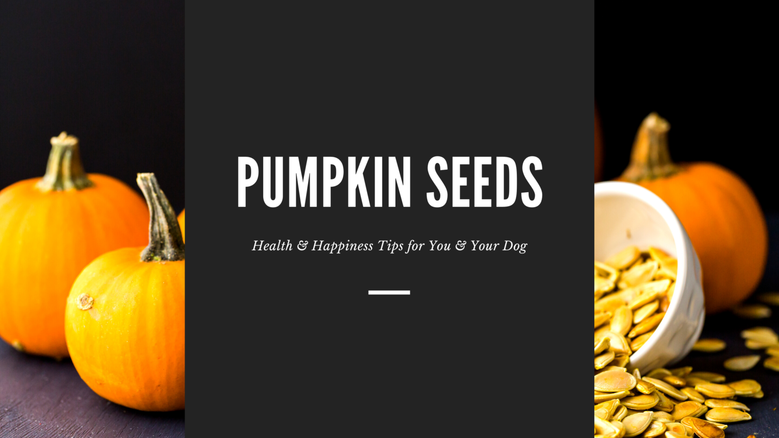 National Pumpkin Seed Day Dogs