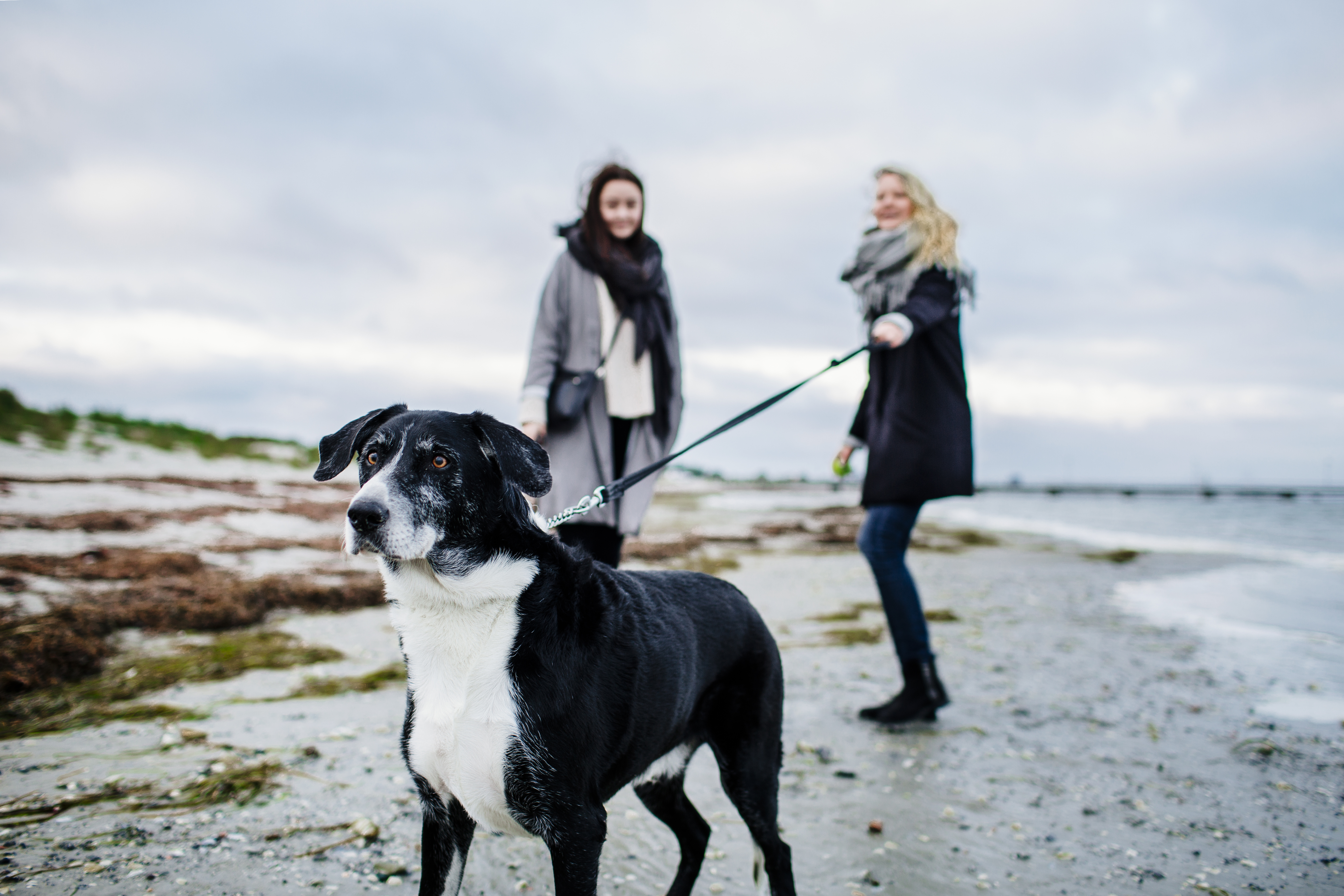 Leash training dog walking